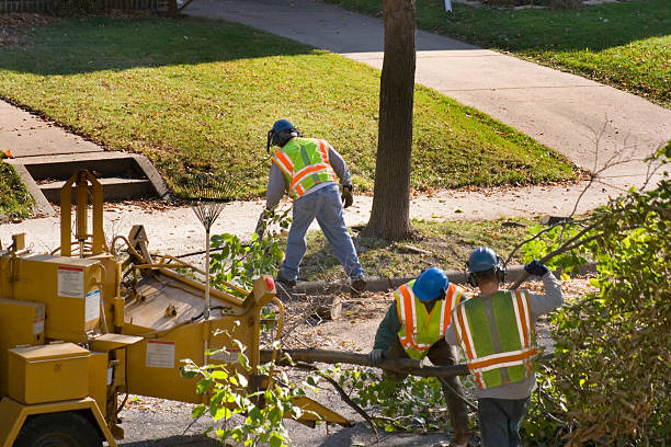 How Our Tree Care Process Works  in Salem, VA